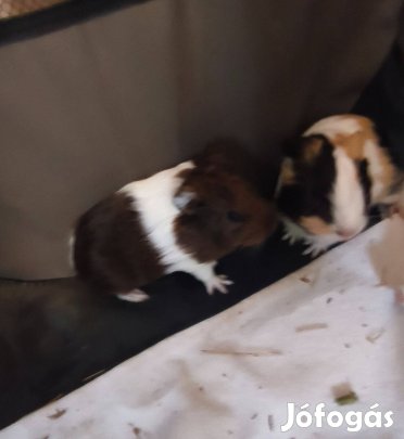 Kis tengerimalac babák Bp mellett Vácon eladók. Simogatva vannak