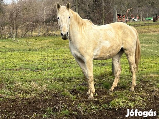 Kisbéri Félvér Herélt eladó
