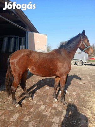 Kisbéri-félvér kanca csikó eladó.