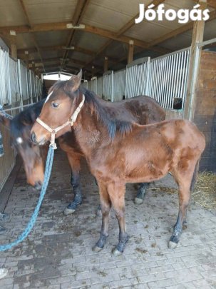 Kisbéri-félvér kanca csikó eladó. 