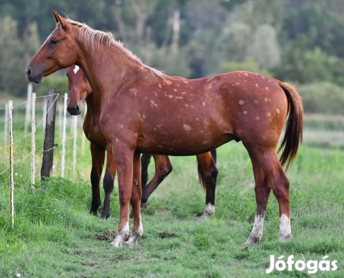 Kisbéri félvér mén eladó