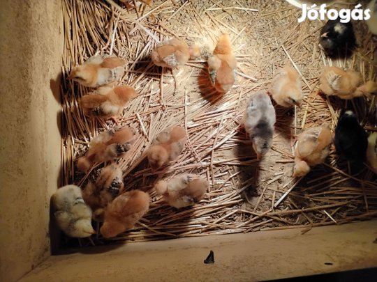 Kiscsibék eladók