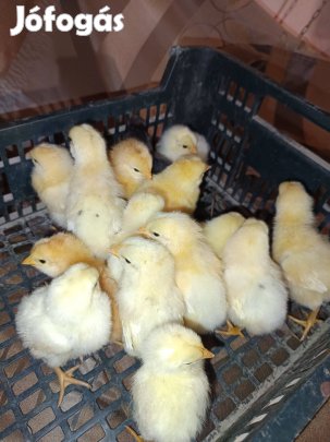 Kiscsibék eladók Salgotarjanban