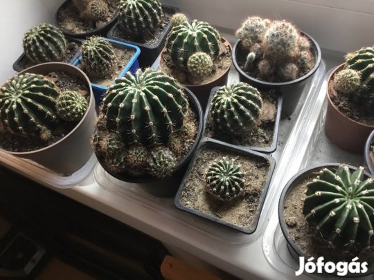 Kisebb kaktuszok