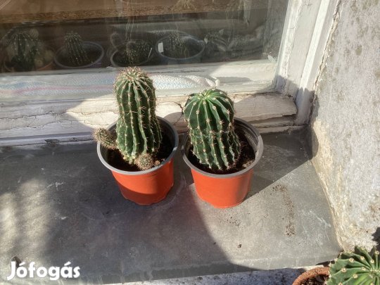 Kisebb oszlopkaktusz