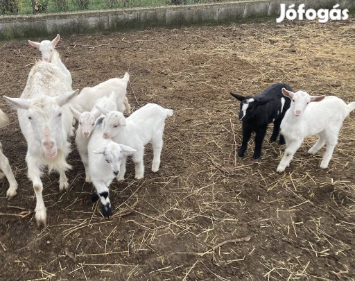 Kiskecske eladó