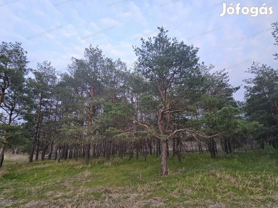 Kiskunhalas külterületén 13.9 hektár vágásérett erdő eladó