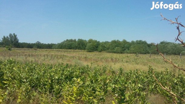 Kiskunhalason 6363 m2 zártkerti földterület kedvező áron eladó!