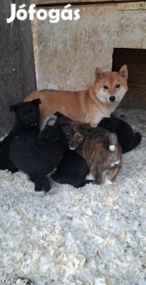 Kiskutyák ingyen elvihetők