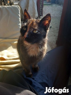 Kislány Kiscica Ingyen Elvihető!