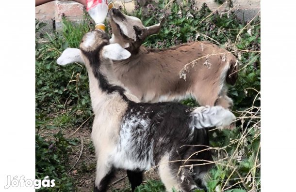 Kislány kecskék 2 db