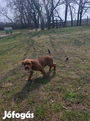 Kislány kiskutya ingyen elvihető