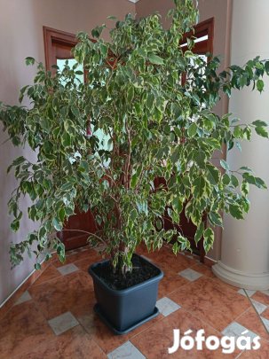 Kislevelű fikusz (Ficus benjamina)