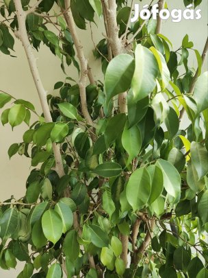 Kislevelű fikusz kb. 2 m