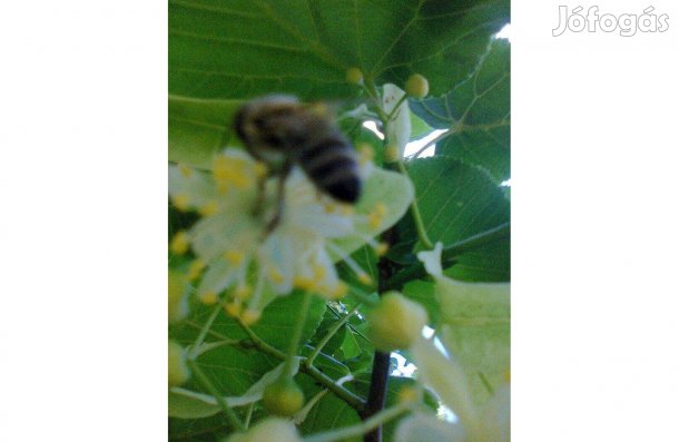 Kislevelű hárs (Tilia cordata)