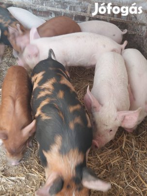 Kismalac eladó turcsi kereverék