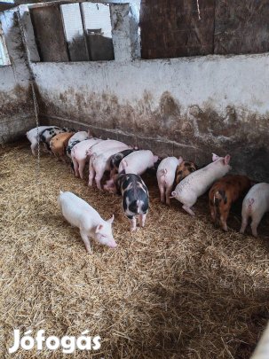 Kismalacok gazdásodnának!