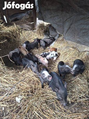 Kismalacok új családban túrkálnának tovább