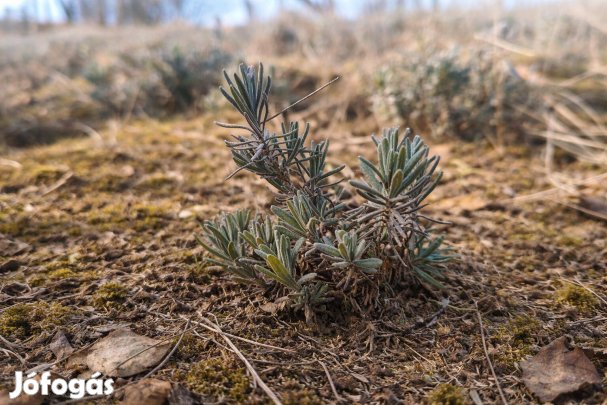 Kisméretű levendula palánta