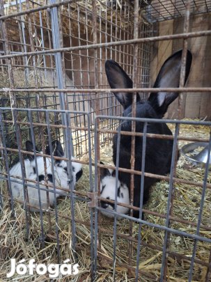 Kisnyulak eladók