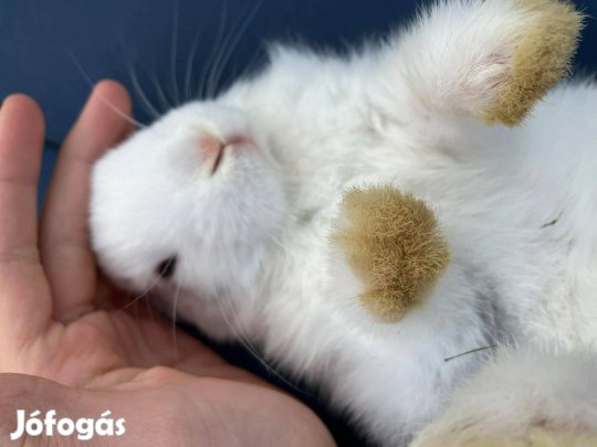 Kisnyuszik húsvétra