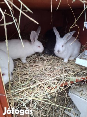 Kisnyuszik húsvétra