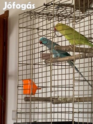 Kissándor hím papagáj 2022