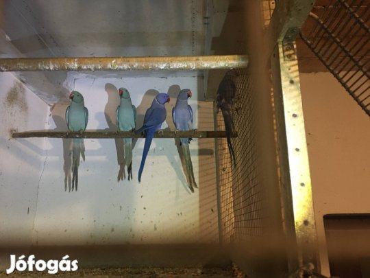 Kissándor papagáj eladó