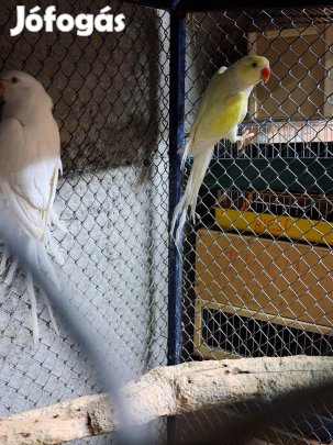 Kissándor papagáj papagájok 