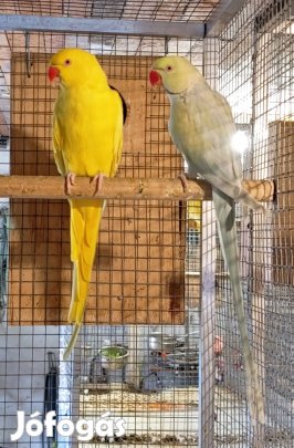 Kissándor papagáj pár Győrben