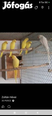 Kissándor papagáj valós költőpár Győrben