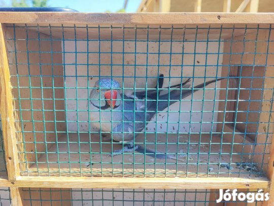 Kissándorok eladók