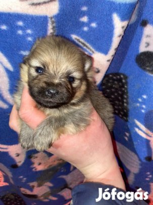 Kisspitz kutyusok Foglalhatóak