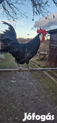 Kistestű spanyol fehérarcú baromfi