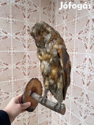 Kitömött bagoly - hagyatékból, gyűjtőknek