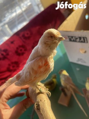 Kitömött preparátum, papagájok papagáj 