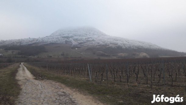 Kiválló állapotú szőlőültetvény