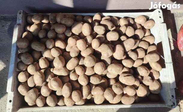 Kiváló minőségű bellarosa vetőburgonya eladó