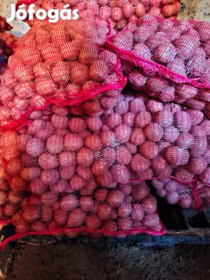 Kiváló minőségű bellarosa vetőburgonya eladó!