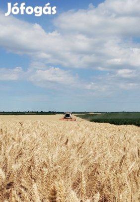 Kiváló minőségű búza