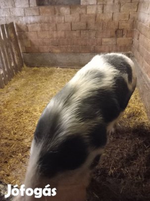 Kiváló minőségű hízó eladó!