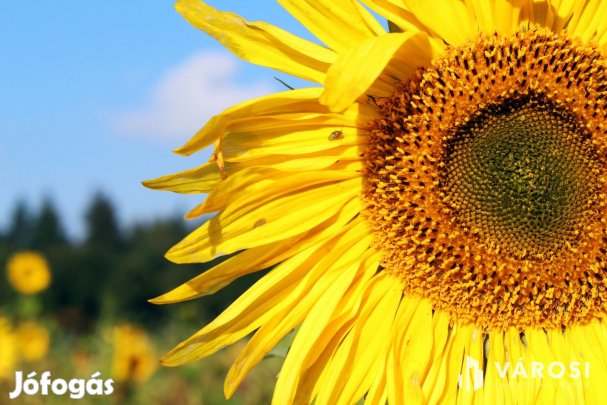 Kiváló minőségű termőföld Kondoros határában