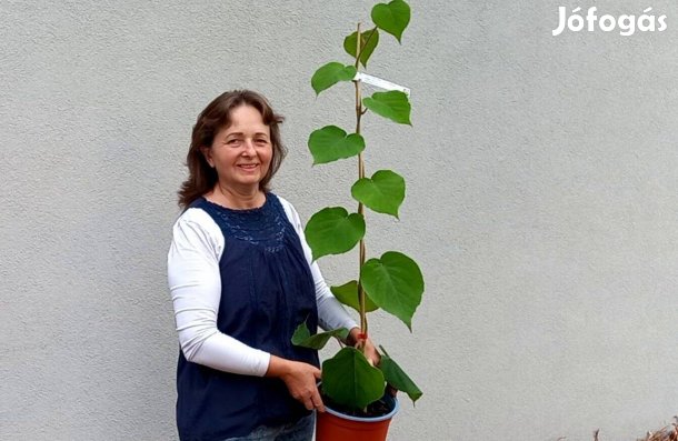 Kivi, füge, pekándió, gánátalma, datolyaszilva, babérmeggy növény