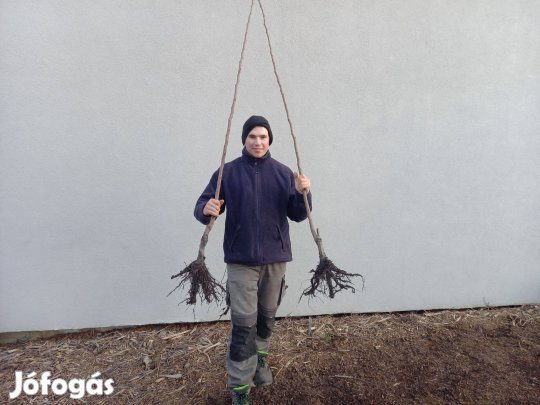 Kivi, füge, pekándió, gánátalma, datolyaszilva, babérmeggy növény