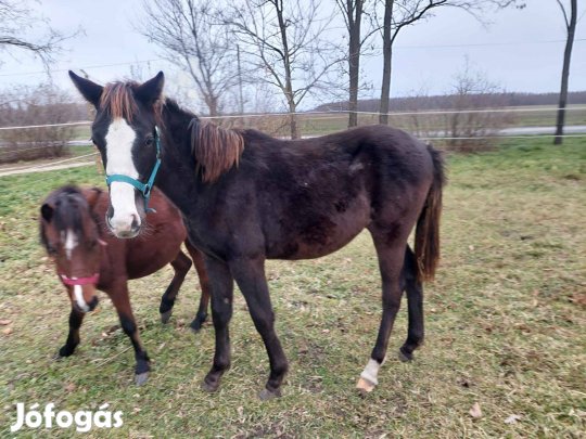 Kivváló származású magyar sportló három éves fekete méncsikó