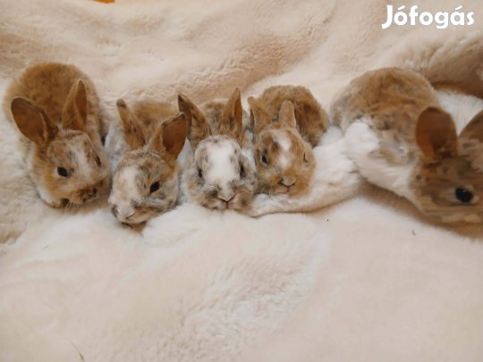 Klein Rex nyúl nyuszi eladó