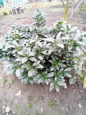 Kleopatra babérmeggy földlabdás eladó!