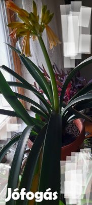 Klivia szobaliliom nagyméretű 