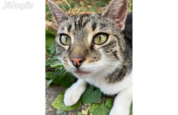 Kőbányai cicák örökbefogadó gazdit keresnek ingyenesen