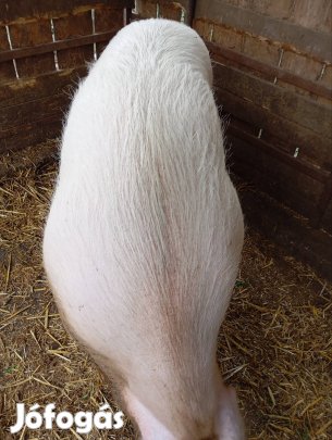 Koca búgatva eladó!